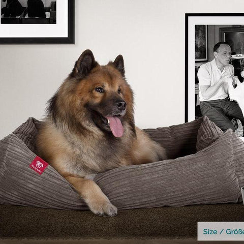 Nous vous présentons le canapé sofa Mighty Bark de luxe à mémoire de forme pour chien. 